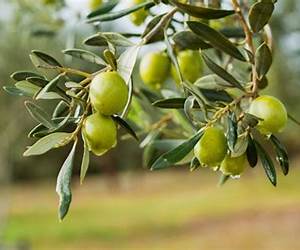 Like the Olive Tree: Stories of Courage and Resilience from Twenty-Four Peace Activists